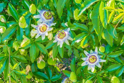 four passion flowers on a passion flower plant bush