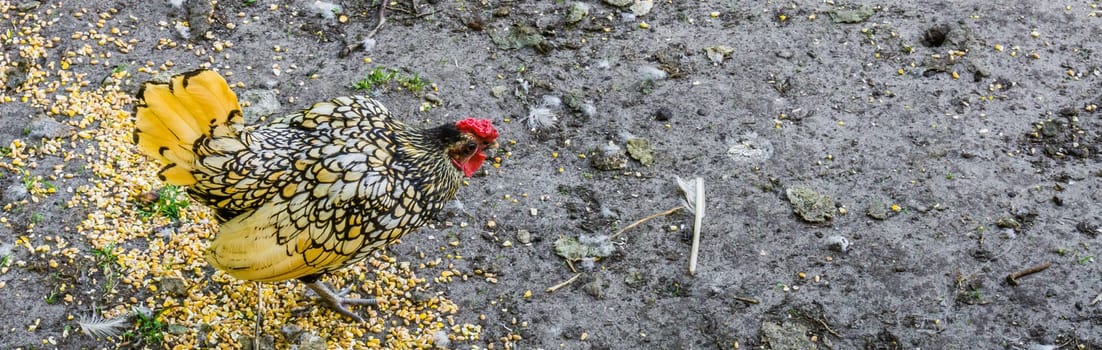 beautiful yellow feathered chicken banner