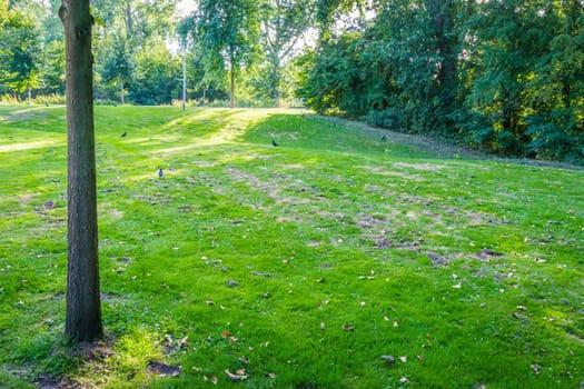 green grass lawn with tree park landscape