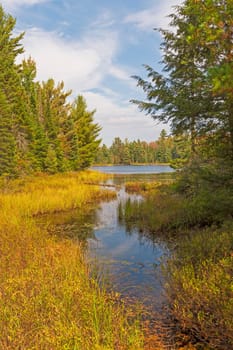 Grassy Inlet to a Peck Lake in Algonquin Provincial Park in Ontario