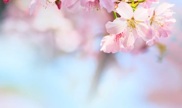 The Pink sakura petals flower background. Romantic blossom sakura flower petals