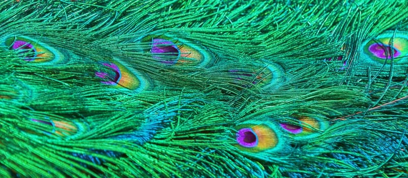 Background of peacock tail in bright colours (Shallow DoF)