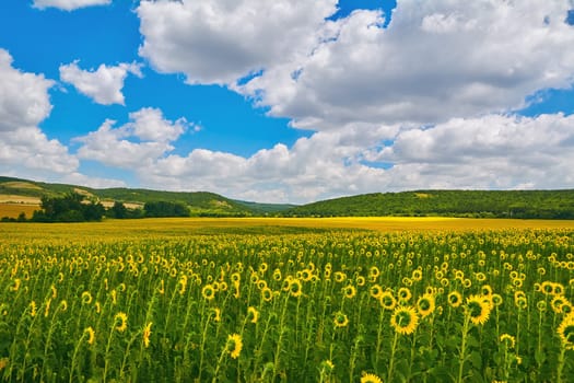 Sunflowers Field in Bulgaria