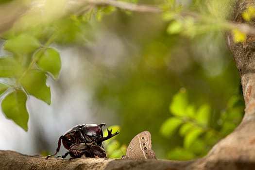 The Closeup Rhinoceros beetle, Rhino beetle, Hercules beetle, Unicorn beetle