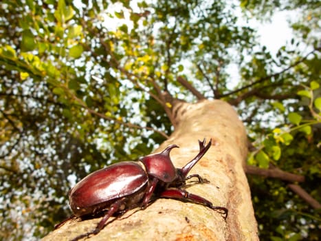 The Closeup Rhinoceros beetle, Rhino beetle, Hercules beetle, Unicorn beetle