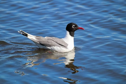 A Franklin's Gull with its reflection in water.