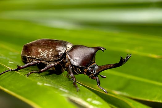 The Closeup Rhinoceros beetle, Rhino beetle, Hercules beetle, Unicorn beetle