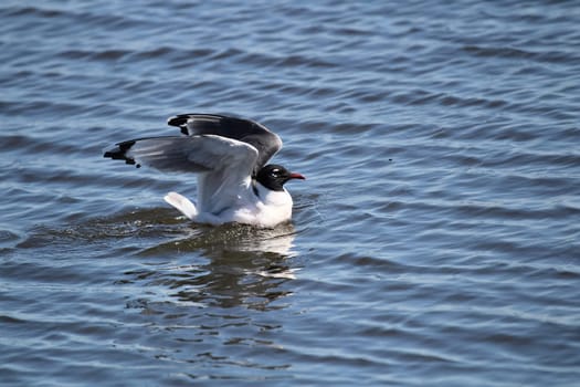 A Franklin's Gull stretching its wings while on water.