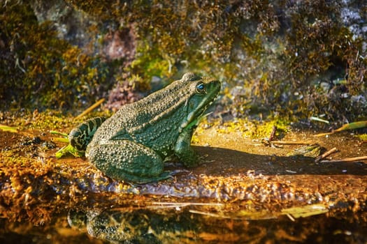 The Pool Frog Resting on the Bank of a Pond