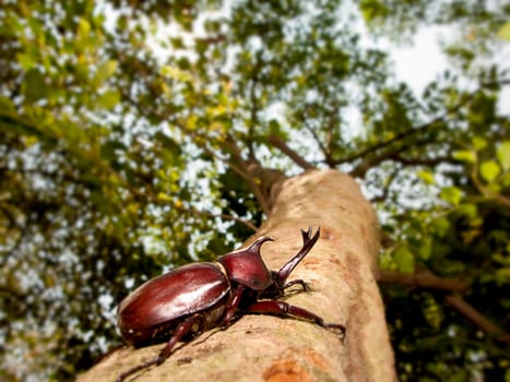The Closeup Rhinoceros beetle, Rhino beetle, Hercules beetle, Unicorn beetle