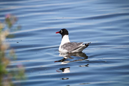 The back of a Franklin's Gull swimming on water.