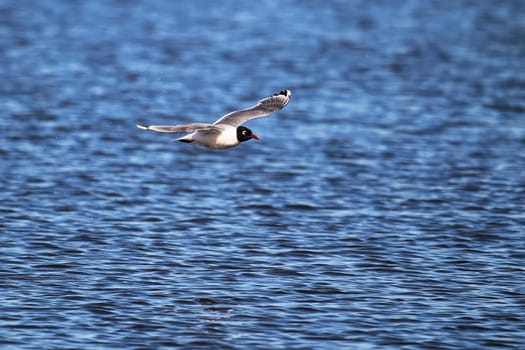 A Franklin's Gull flying over wavy water.