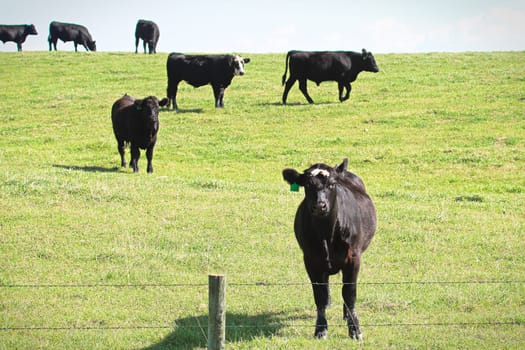 A curious cow comes closer to a fence.