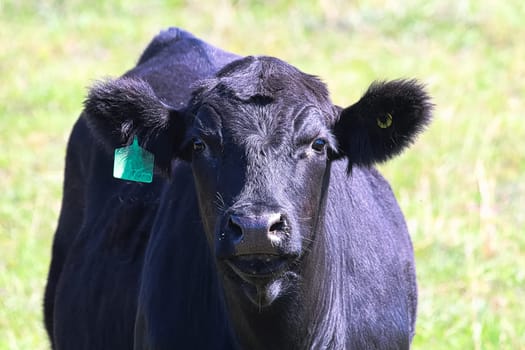 Closeup of the head of a black cow with ear tag.