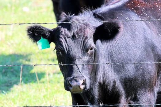 A black cow looking through a through a barbed wire fence.