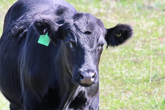 Closeup of the head of a black cow with ear tag.