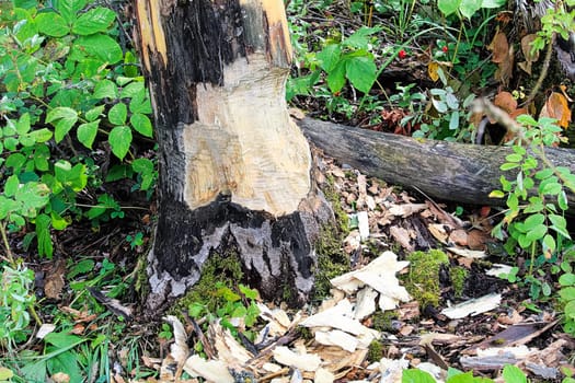 The base of tree being chewed by a beaver.