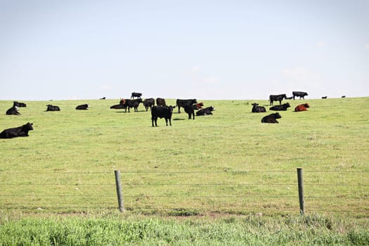A view of cows grazing on a pasture hill.