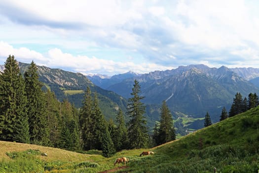Mountain landscape and mountaineering in the Allgaeu Alps. Mountains in Oberjoch in the Allgaeu with two Haflinger horses.