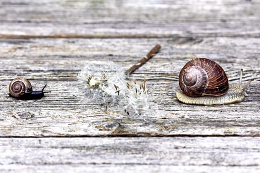 Two snails and a faded dandelion on a wooden surface