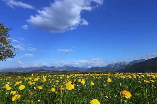 Dandelion blossom in spring off the Allgäu Alps in Bavaria