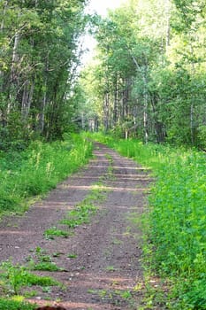 View of a gravel road through a forest.