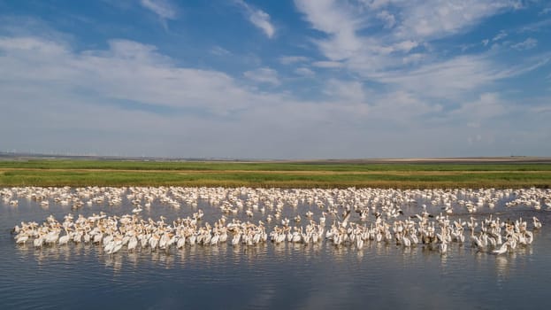 colony of pelicans in the Danube Delta, Romania