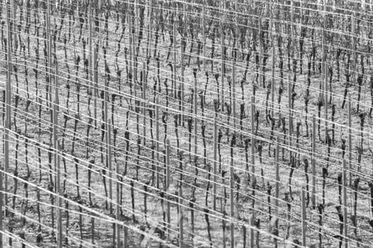 Vineyard with grapevines rows in frost with shiny wire ropes frame-filling as background monochrome