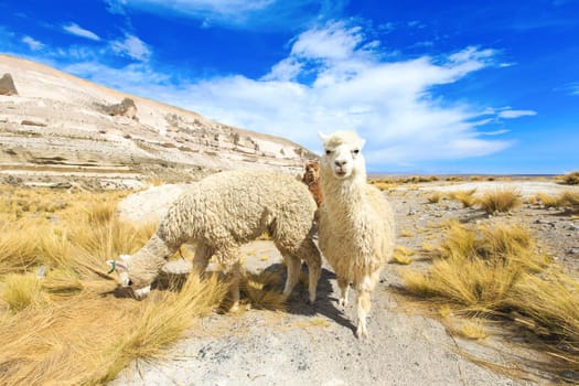 lamas in Andes,Mountains, Peru..
