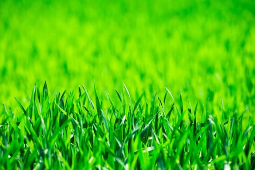 grass texture from a field