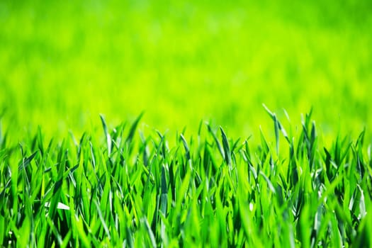grass texture from a field