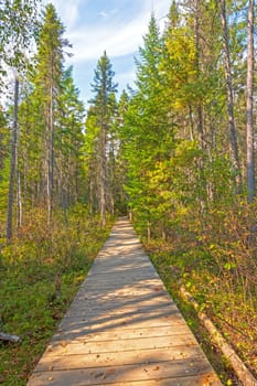 Boardwalk into the Boreal Forest on the Spruce Bog Trail in Algonquin Provincial Park in Ontario