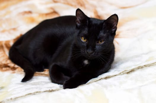 portrait of a beautiful black cat on a blanket, the theme of Pets