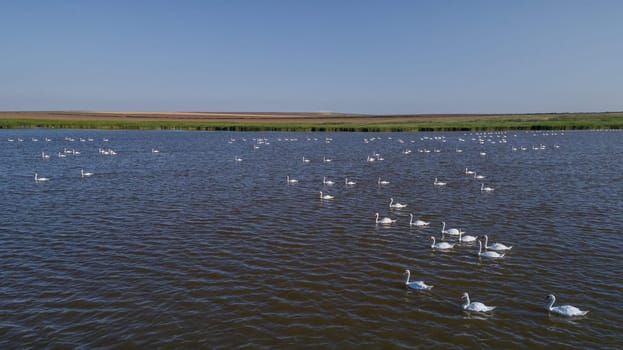 white swans (cygnus cygnus) in Danube Delta, Romania