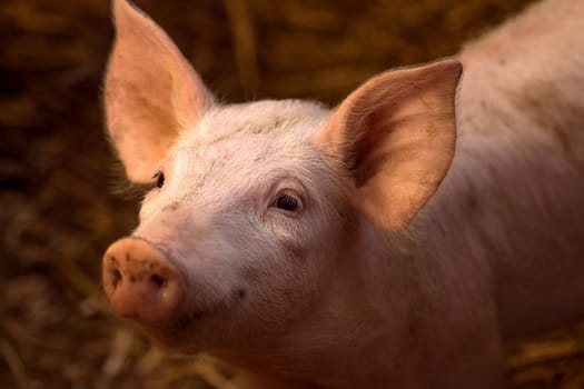 Animal portrait of cute young pig in sty, swine breeding concept.