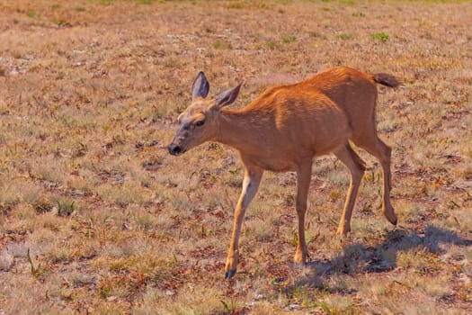 Mule Deer Walking Through a Meadow on Hurricane Ridge in Olympic National Park in Washington