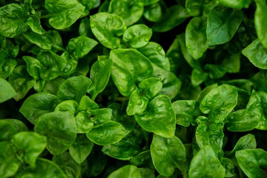 Fresh green Brazilian spinach plant background.