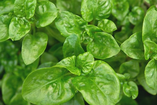 Fresh green Brazilian spinach plant background.