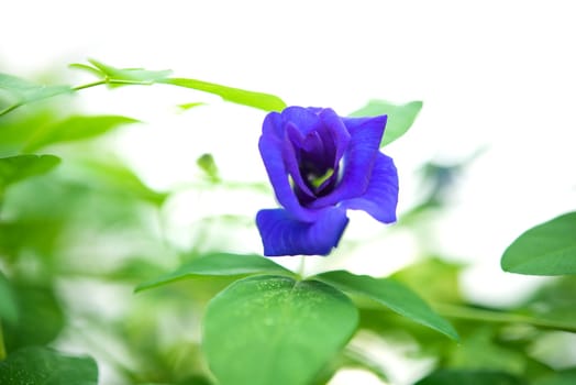 Blue butterfly pea flowers tree plant close up.