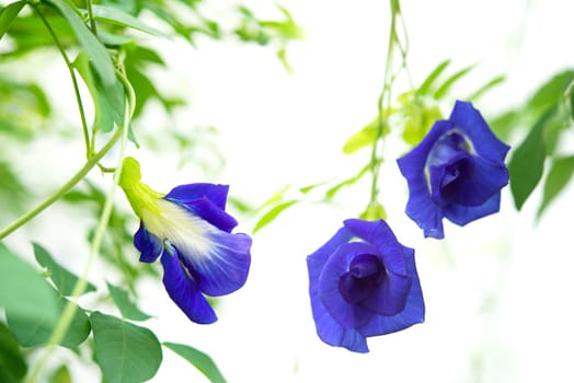 Blue butterfly pea flowers tree plant isolated white background.
