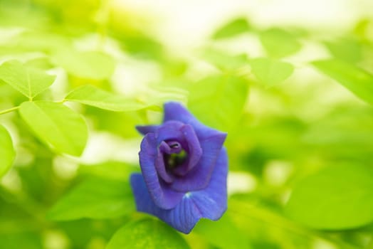 Blue butterfly pea flowers tree plant close up.