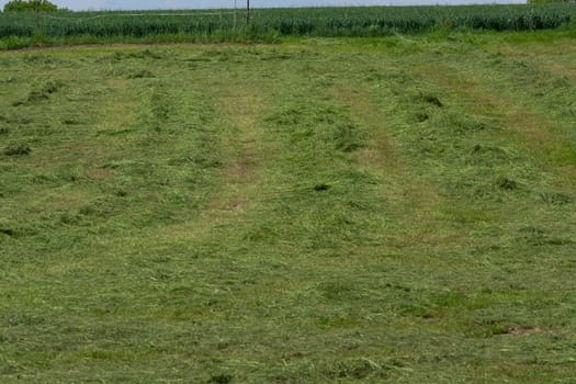 Meadow mown by the farmer
