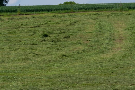 Meadow mown by the farmer