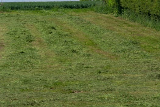 Meadow mown by the farmer