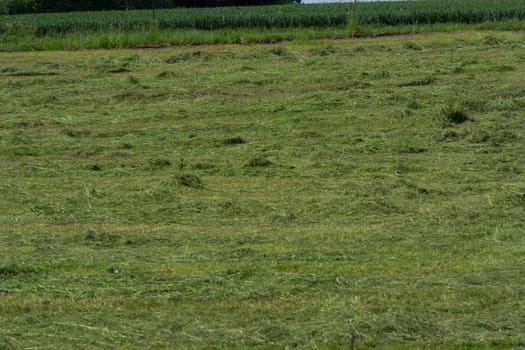 Meadow mown by the farmer