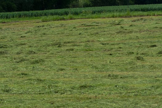 Meadow mown by the farmer