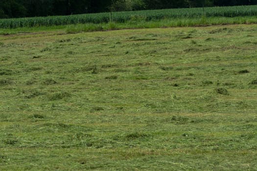 Meadow mown by the farmer