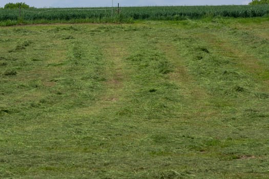 Meadow mown by the farmer
