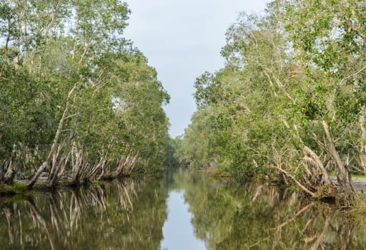 Beautiful green nature view of white samet tree with reflection at Talay-Noi Wetland in Phattalung province ,Thailand