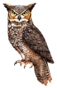 owl bird wisdom mystery predator illustration